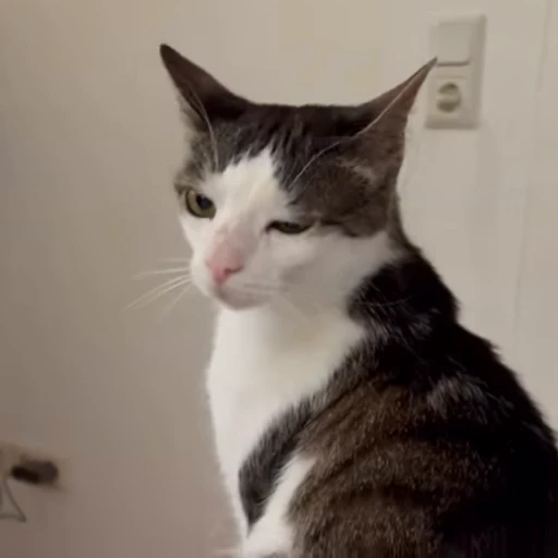 😸 Стикер «Луна» для Telegram