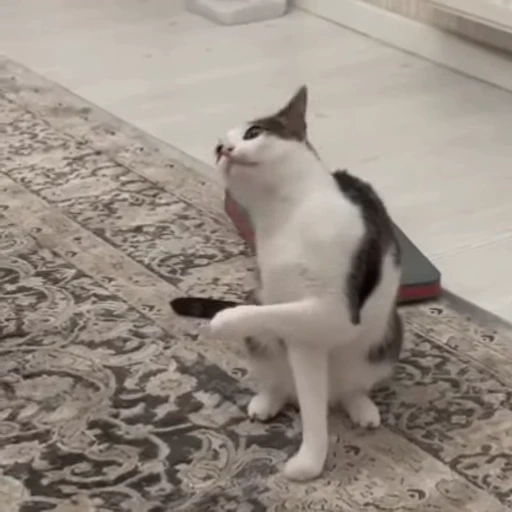 😸 Стикер «Луна» для Telegram