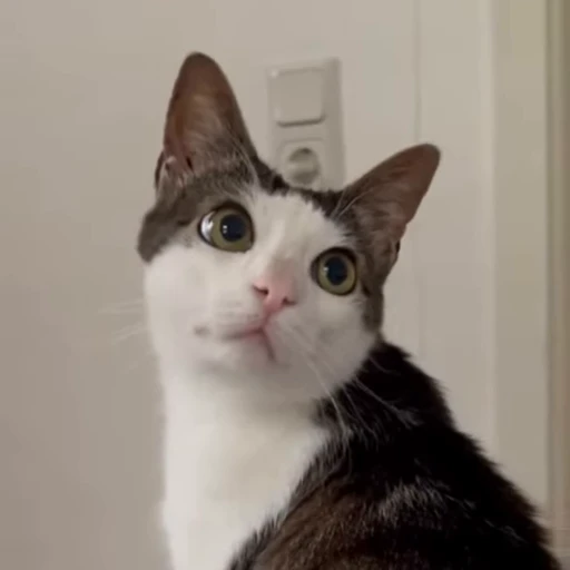 😸 Стикер «Луна» для Telegram