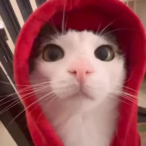 😸 Стикер «Луна» для Telegram