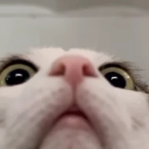 😸 Стикер «Луна» для Telegram