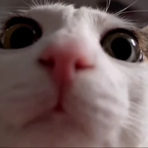 😸 Стикер «Луна» для Telegram
