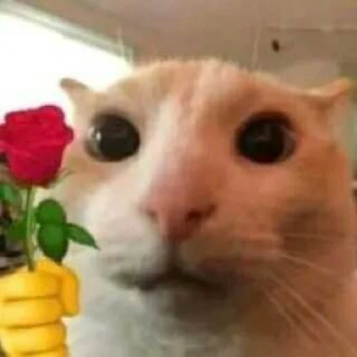 🌷 Стикер «котеки» для Telegram