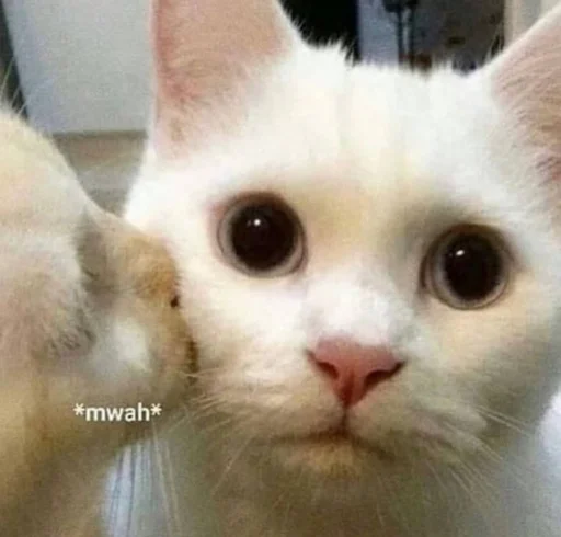 😘 Стикер «котеки» для Telegram