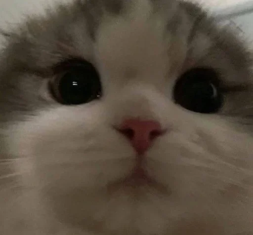 🥺 Стикер «котеки» для Telegram