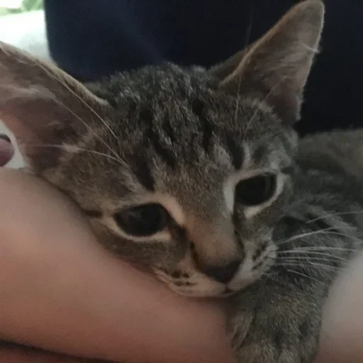 🥺 Стикер «котеки» для Telegram