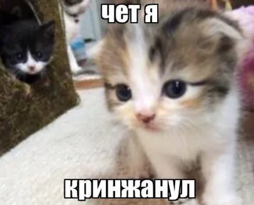 😶 Стикер «котеки» для Telegram