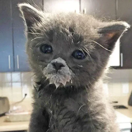 🥺 Стикер «котеки» для Telegram