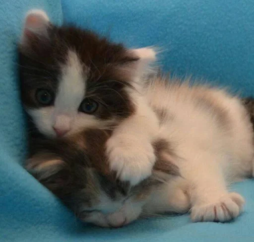 🥰 Стикер «котеки» для Telegram