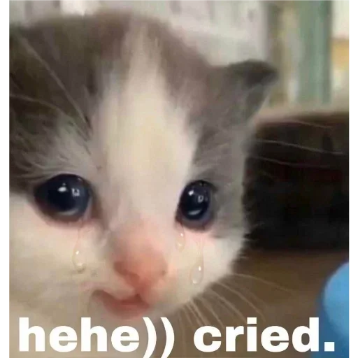 😭 Стикер «котеки» для Telegram