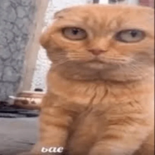 😁 Стикер «котеки» для Telegram