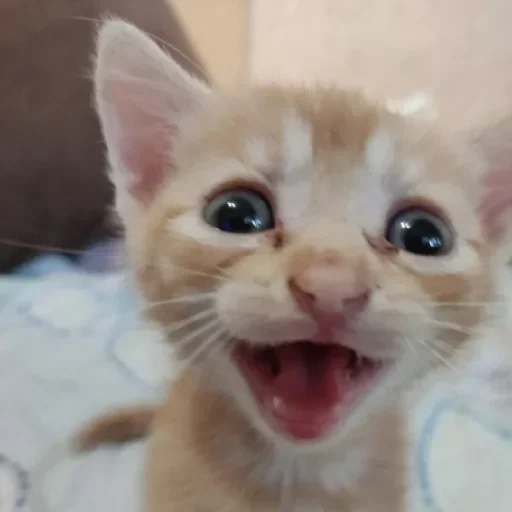 😮 Стикер «котеки» для Telegram