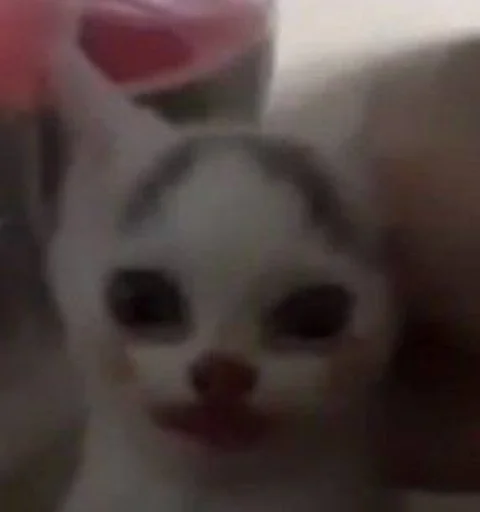 👁 Стикер «котеки» для Telegram