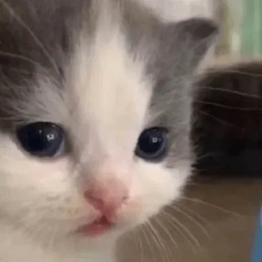 🥺 Стикер «котеки» для Telegram