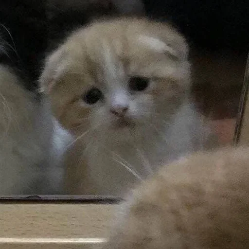 🥺 Стикер «котеки» для Telegram