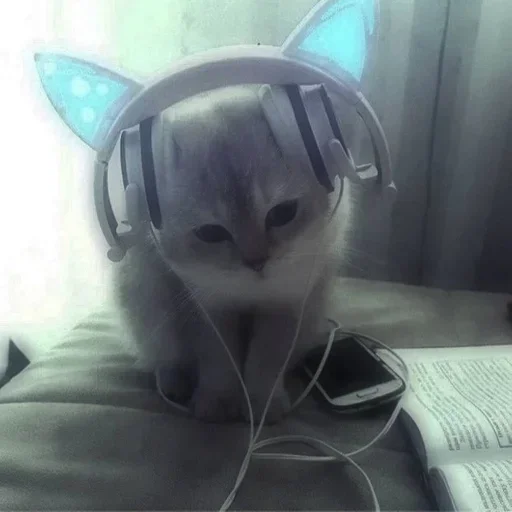 🥺 Стикер «котеки» для Telegram