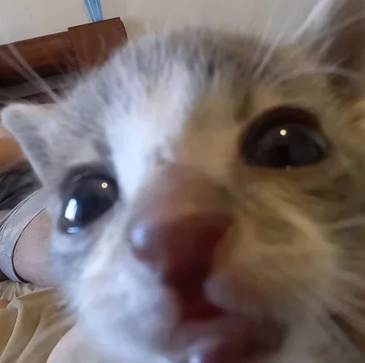 🥺 Стикер «котеки» для Telegram