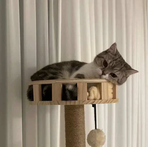 🥺 Стикер «котеки» для Telegram