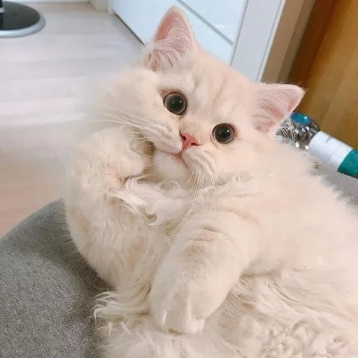 🙄 Стикер «котеки» для Telegram
