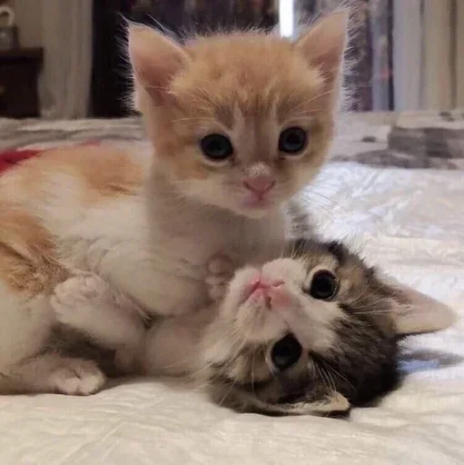 🥺 Стикер «котеки» для Telegram
