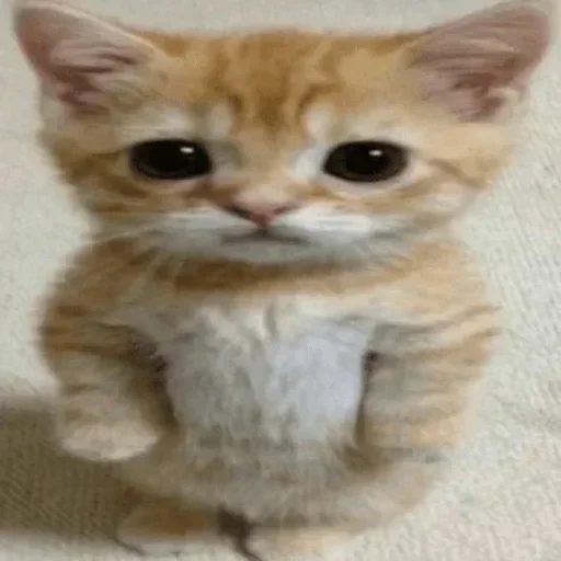 🥺 Стикер «котеки» для Telegram
