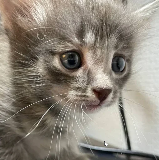 🥺 Стикер «котеки» для Telegram