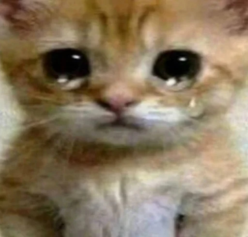 😭 Стикер «котеки» для Telegram