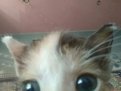 👀 Стикер «котеки» для Telegram