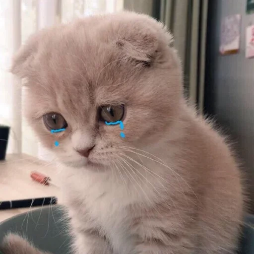 😭 Стикер «котеки» для Telegram