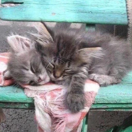 🥰 Стикер «котеки» для Telegram