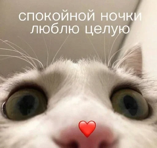 🥺 Стикер «котеки» для Telegram