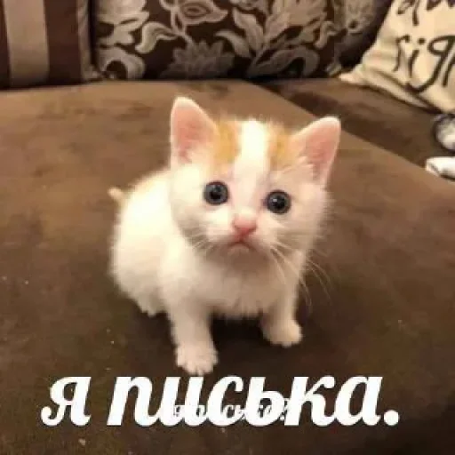 🥺 Стикер «котеки» для Telegram