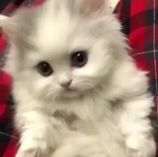 😕 Стикер «котеки» для Telegram