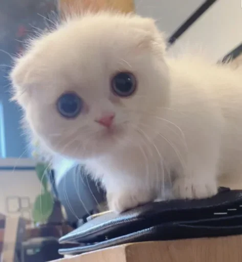 😋 Стикер «котеки» для Telegram