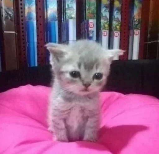 🥺 Стикер «котеки» для Telegram