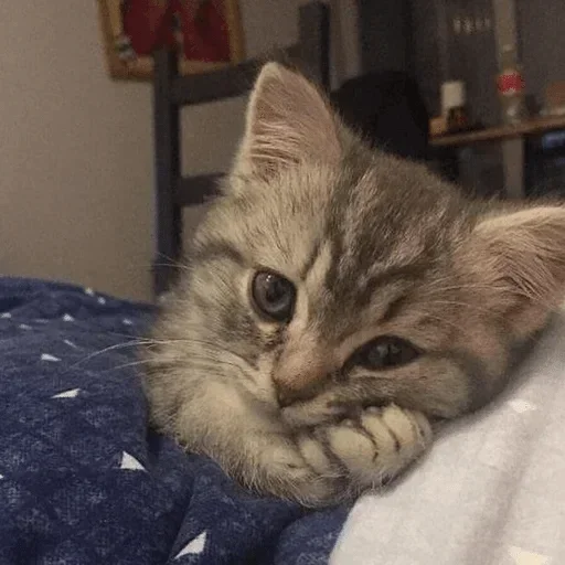 🥺 Стикер «котеки» для Telegram