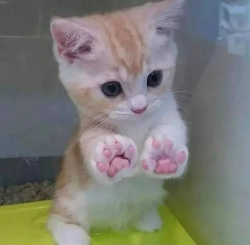 🐾 Стикер «котеки» для Telegram