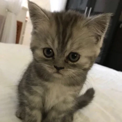🥺 Стикер «котеки» для Telegram