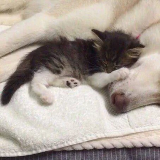 🥰 Стикер «котеки» для Telegram