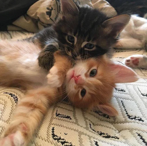 🥰 Стикер «котеки» для Telegram