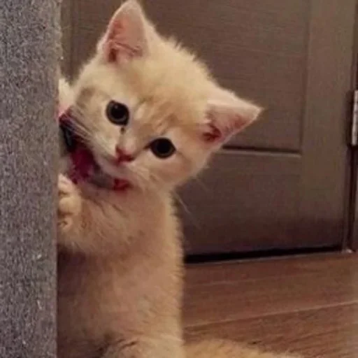 😳 Стикер «котеки» для Telegram