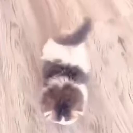🚶‍♂️ Стикер «kitty cats set 2» для Telegram