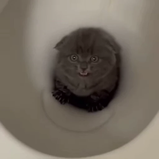🚽 Стикер «kitty cats set 2» для Telegram