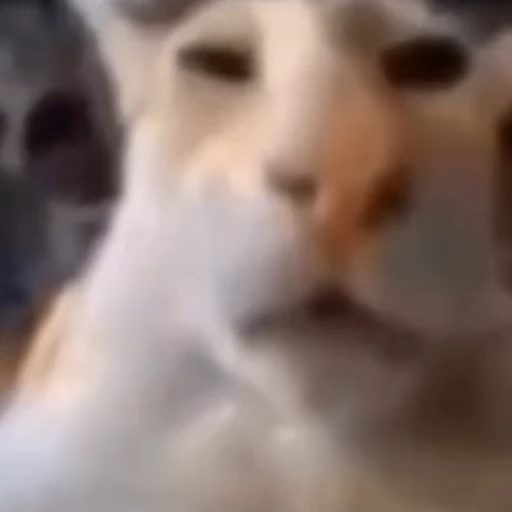 😖 Стикер «kitty cats set 2» для Telegram