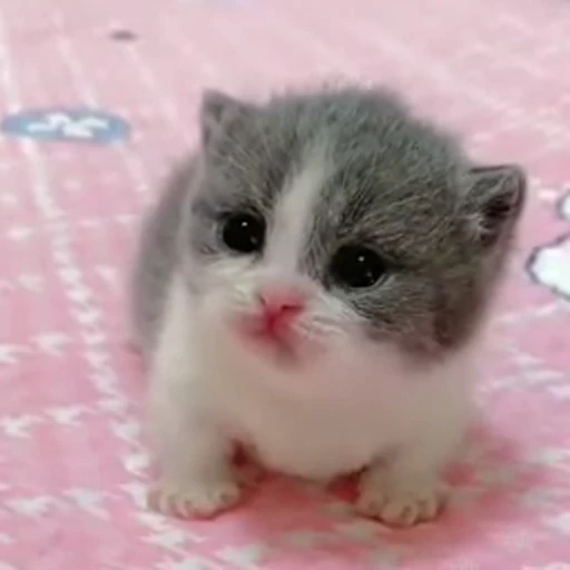 😢 Стикер «kitty cats set 2» для Telegram