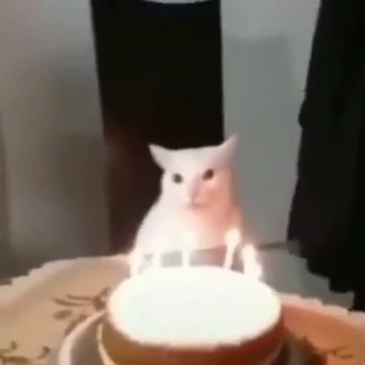 🎂 Стикер «kitty cats set 2» для Telegram