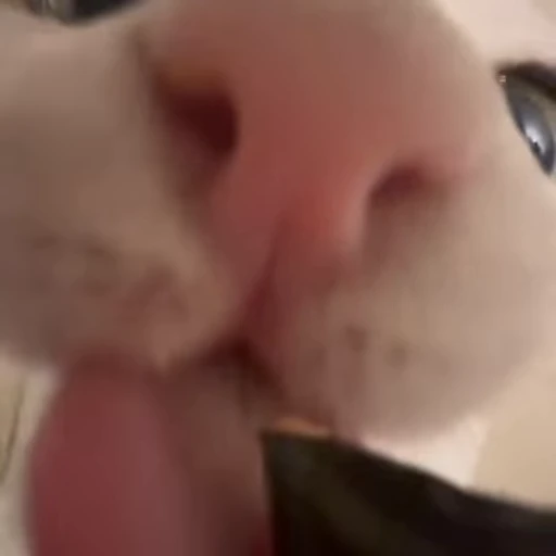 🍽 Стикер «kitty cats set 2» для Telegram