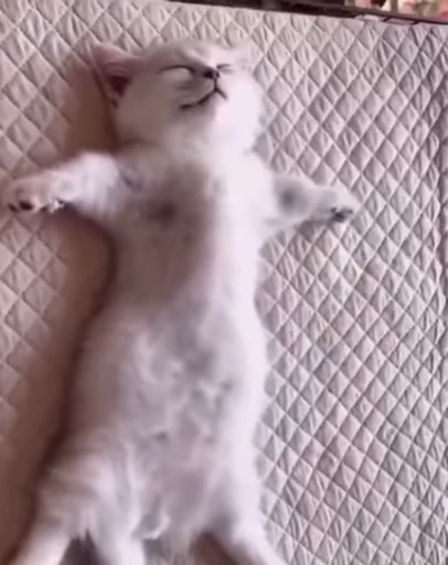 😴 Стикер «kitty cats set 2» для Telegram
