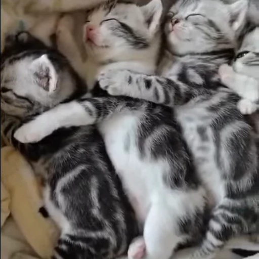 😴 Стикер «kitty cats set 2» для Telegram