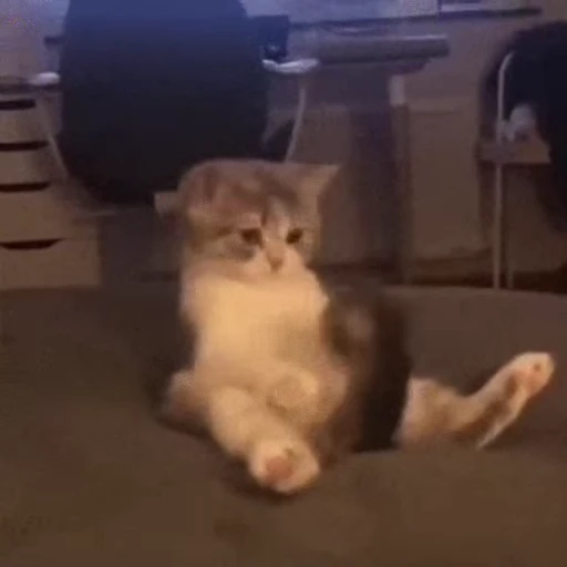 🍆 Стикер «kitty cats set 2» для Telegram